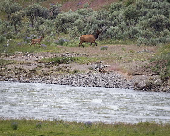 Elk