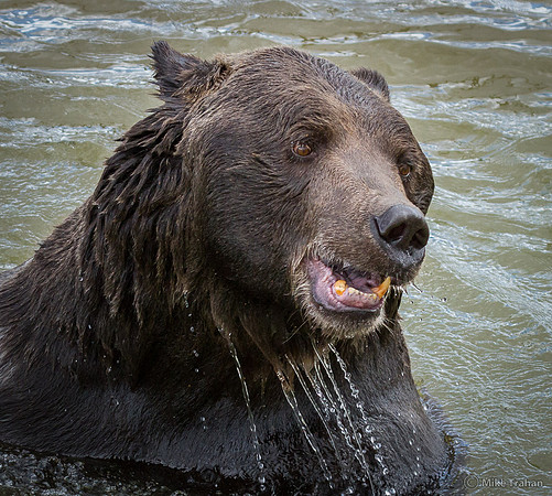 Grizzly