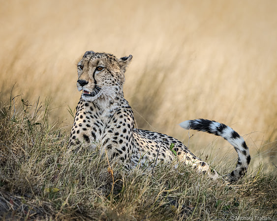 Cheetah