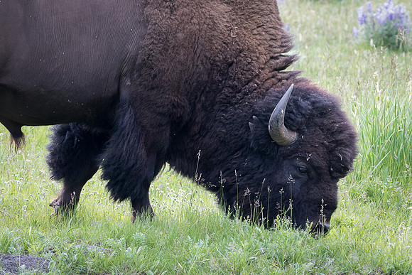 Bison