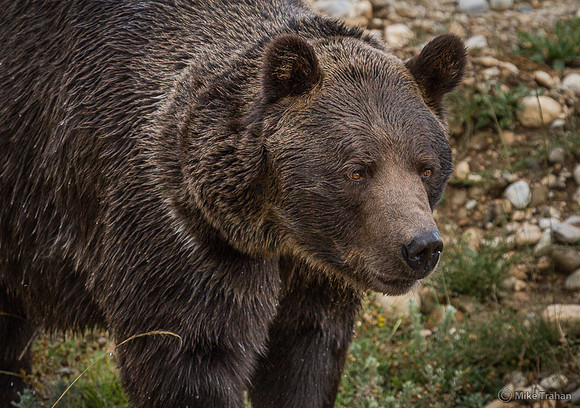 Grizzly