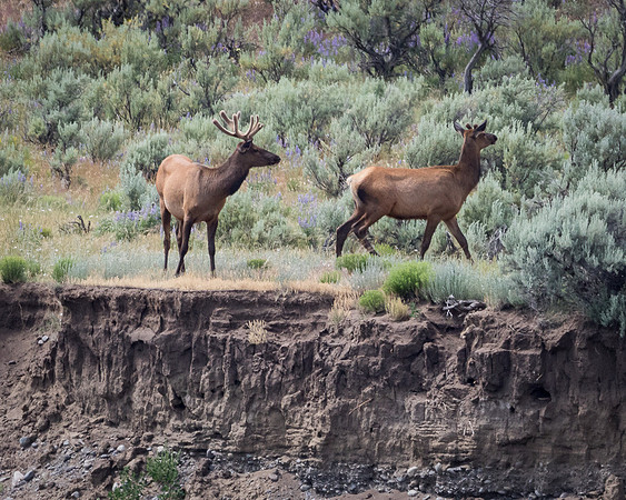 Elk