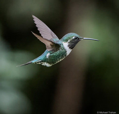 White-bellied Woodstar