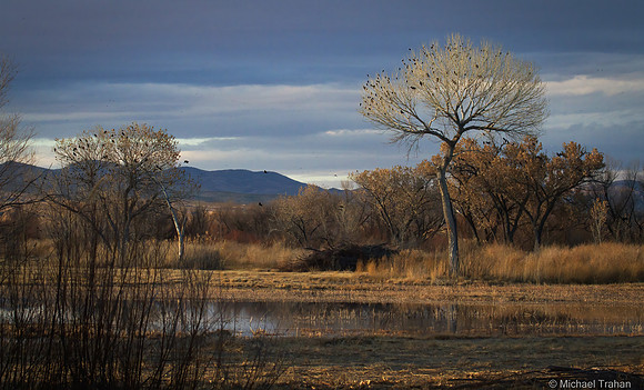 Blackbirds at Bosque