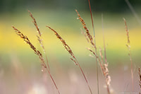 Grasses