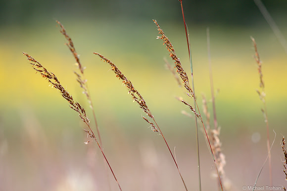 Grasses