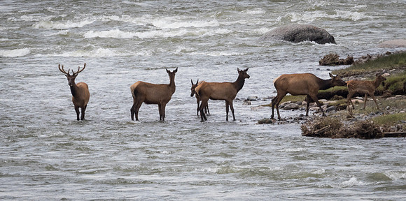Elk