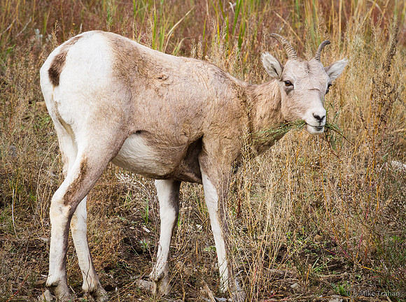 Female and Young Bighorn Sheep
