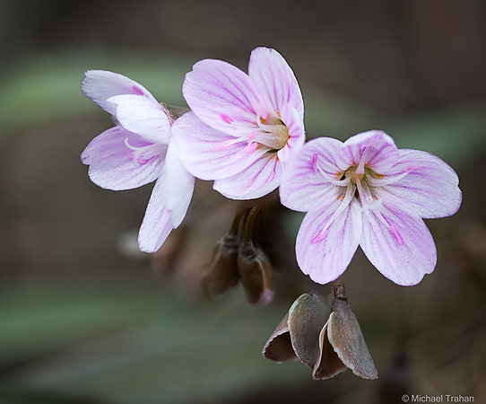 Spring Beauties