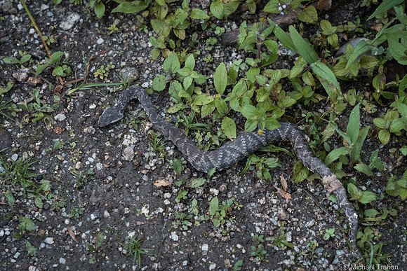 Dead snake