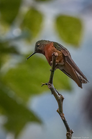Chestnut-breasted Coronet