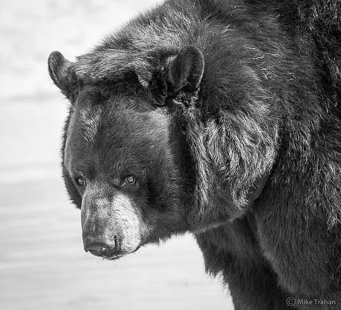 Big Black Bear