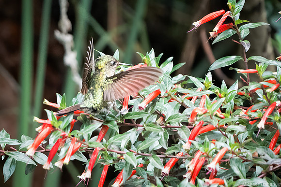 Speckled Hummingbird