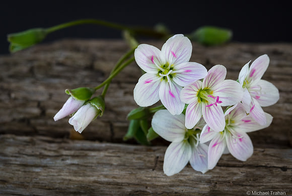 Spring Beauty