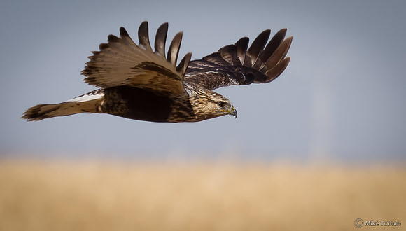 Rough-legged Hawk