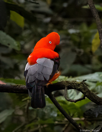Andean Cock-of-the Rock