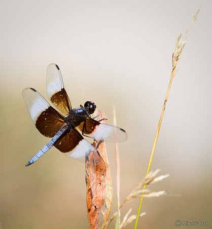 Widow Skimmer