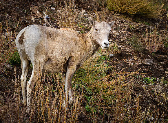Young Bighorn Sheep