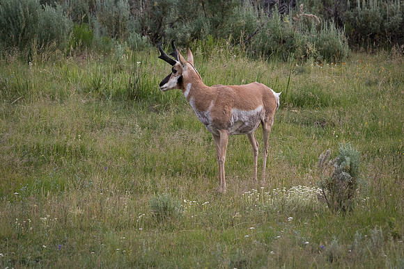 Pronghorn Antelope