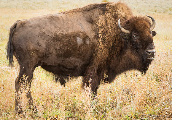 Bison