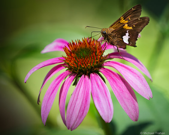 Skipper Enjoying a  Purple Coneflower
