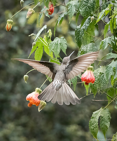 Giant Hummingbird
