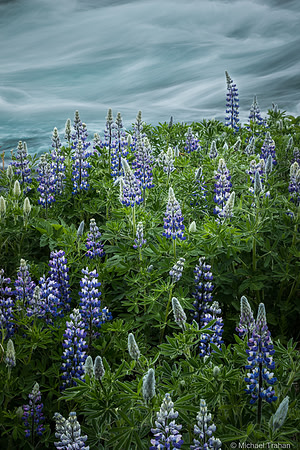 Lupine by Rapids