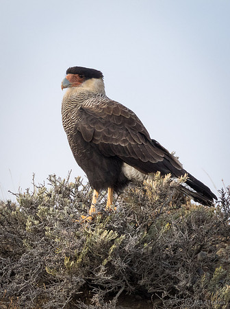 Southern Caracara