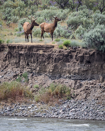 Elk