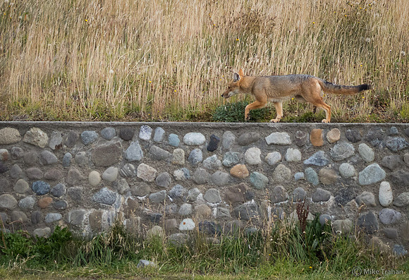 Culpeo (Red Fox)