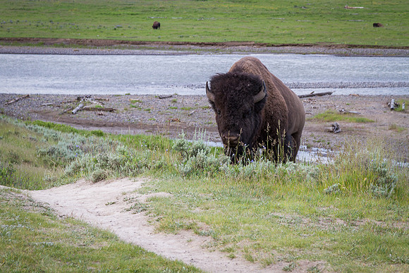 Bison