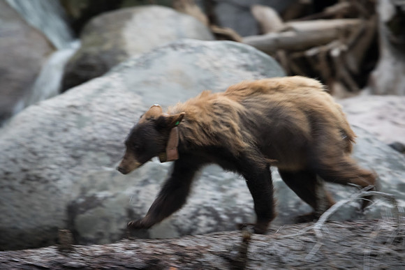 Grizzly Bear