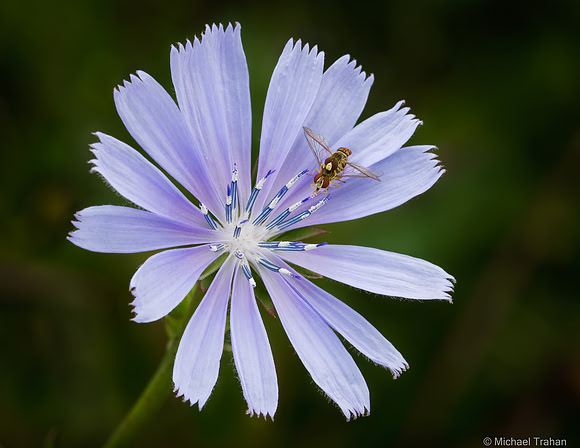 Chickory
