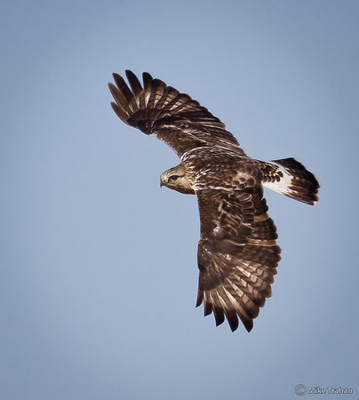 Rough-legged Hawk