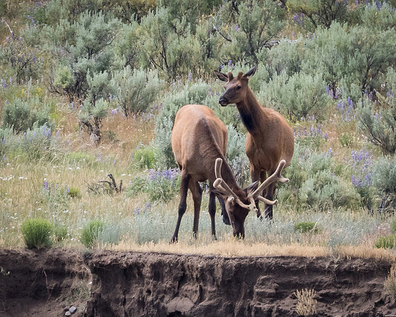 Elk
