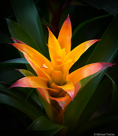 Luminous Flower