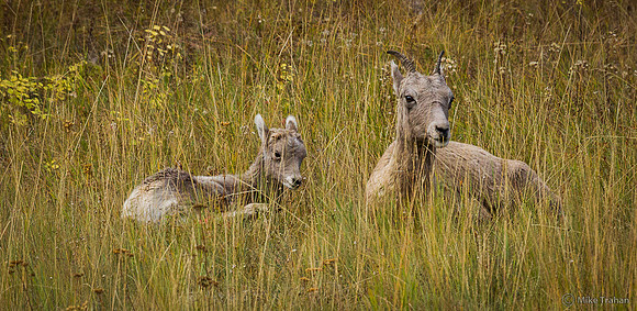 Female and Young Bighorn Sheep