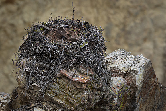 Opspry nest