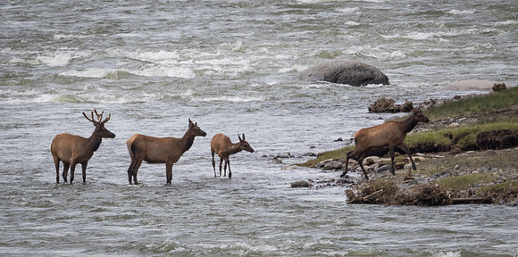 Elk