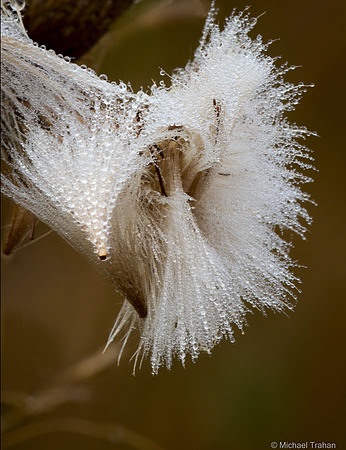 Mist on Thistle