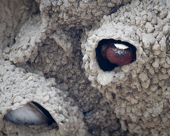 Cliff Swallows