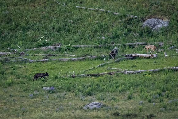 A Wolf Pack in the Lamar Valley, Yellowstone