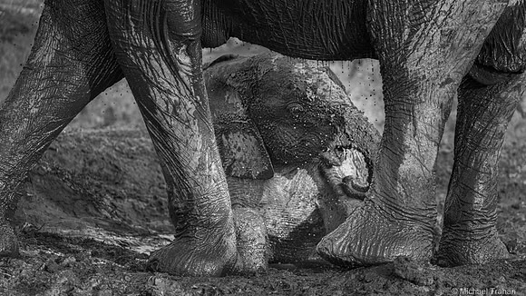 Mud Glorious Mud