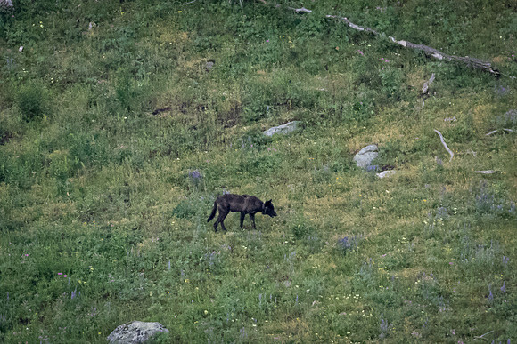 A Wolf Pack in the Lamar Valley, Yellowstone