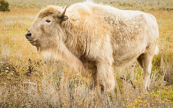 Spirit Buffalo