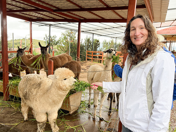 Alpacas