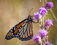 Monarch butterfly