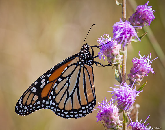 Monarch butterfly